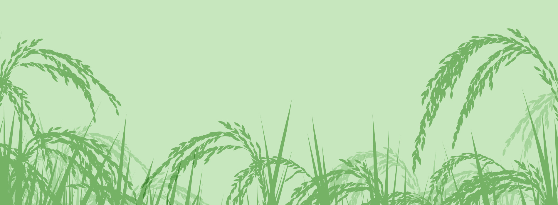 Green background with rice plant silhouettes 