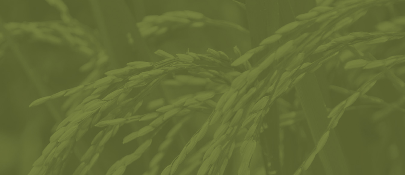 Close up view of a rice plant