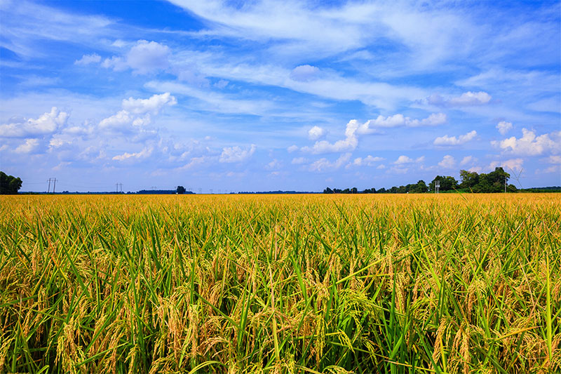 Landscape view of a rice field in Louisiana.