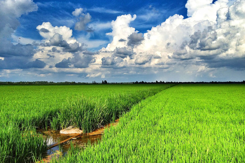 Landscape view of a rice field in Mississippi.