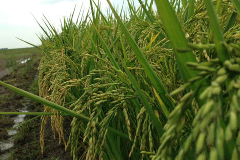 Close-up view of a rice plant in Missouri.