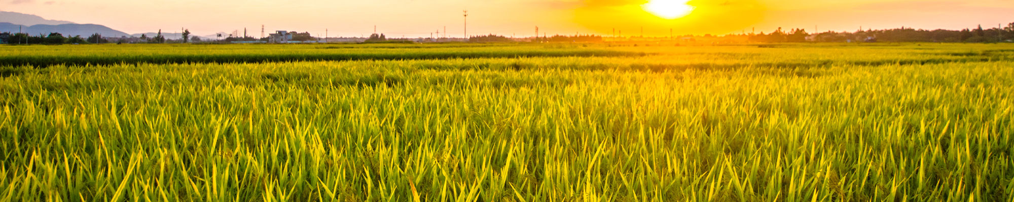 Ground level image of a rice field at sunset.