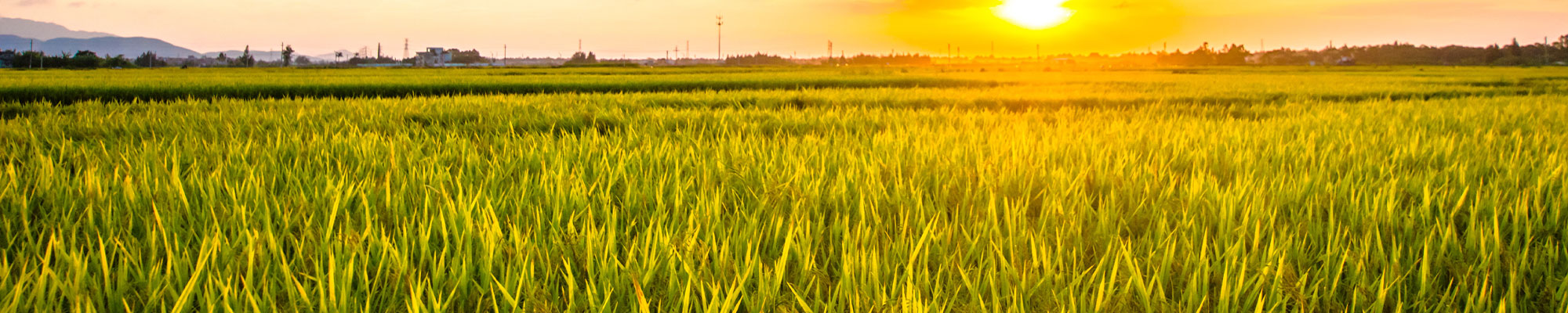 Image of a green combine harvesting rice.