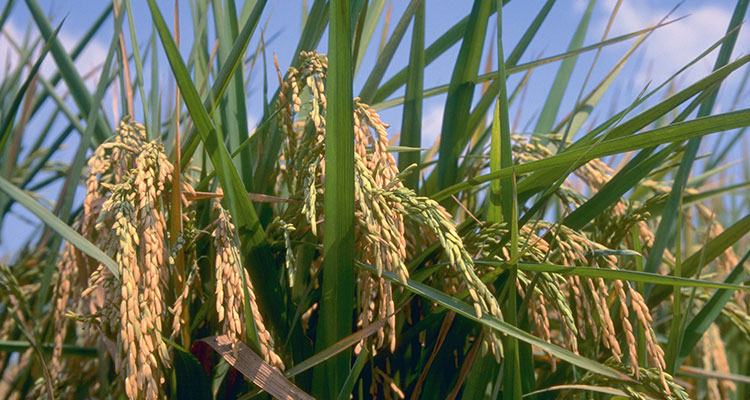 how-rice-grows