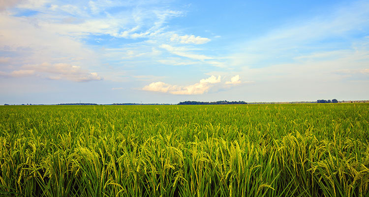 Image of rice field and blue sky.