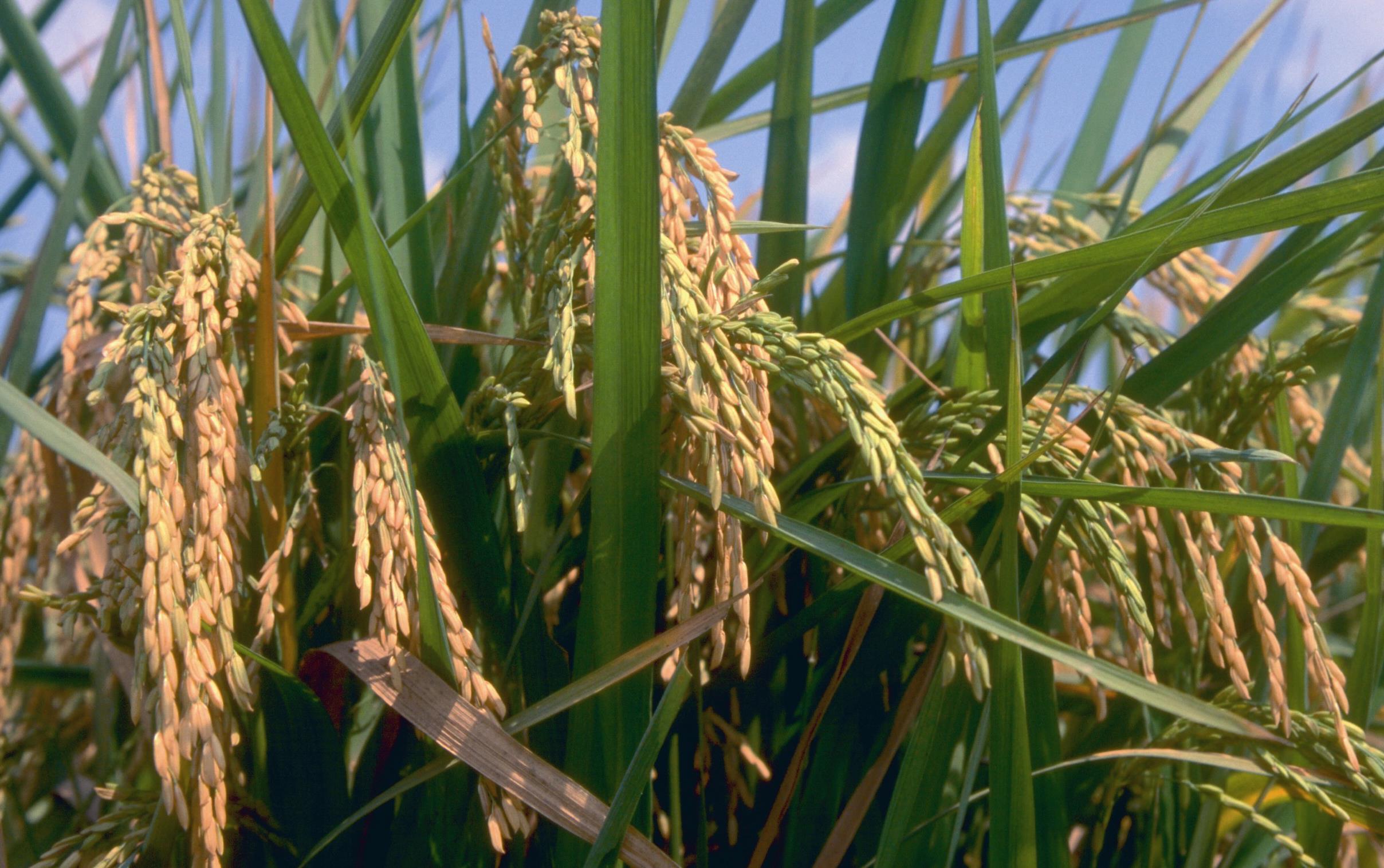Closeup of maturing rice plant with golden and green rice heads, blue sky background