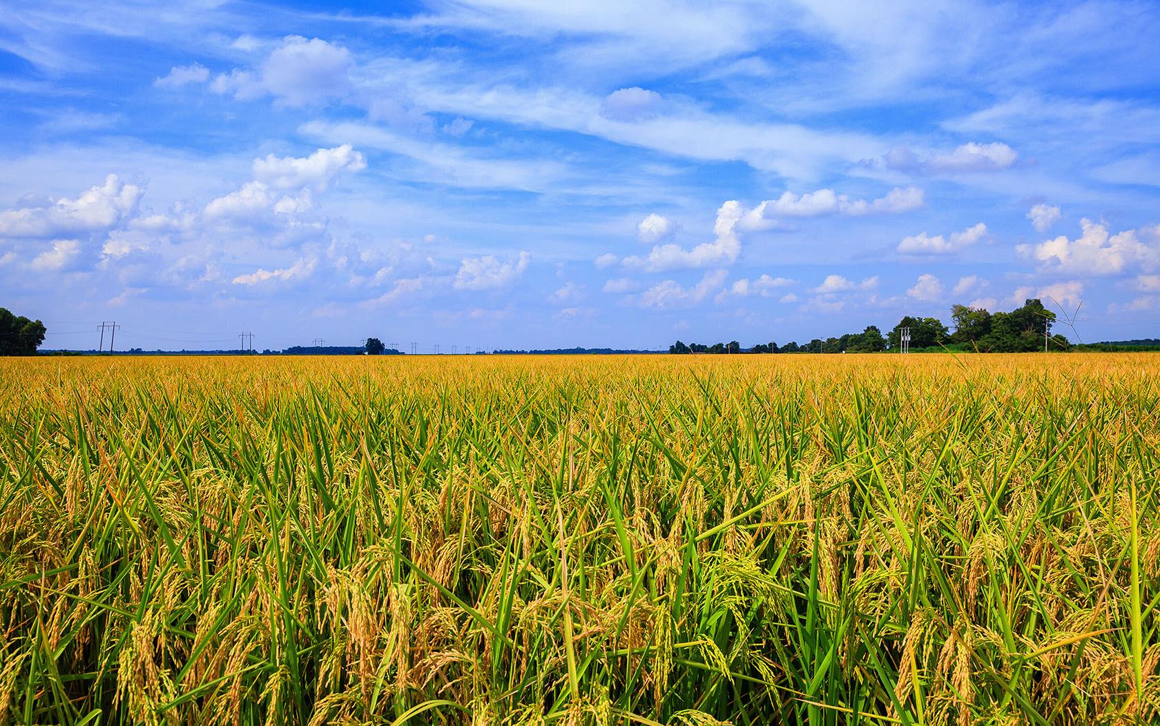 Yellow/green rice field under brilliant blue sky with fluffy white clouds, some trees in background