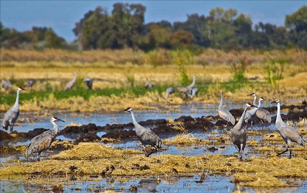 Sandhill cranes, gather in flooded rice field after harvest, M. Wurlitzer photo