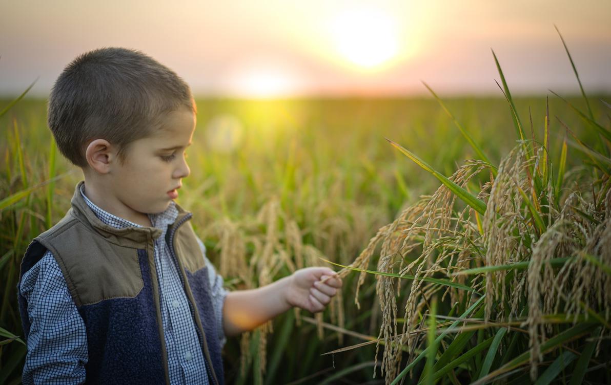 Young boy in mature rice field at sunset