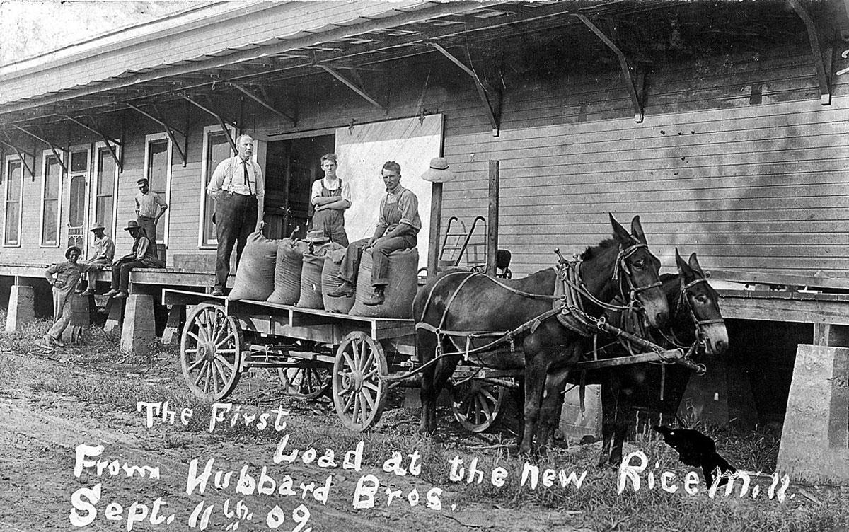 Vintage B&W photo from September 1909 of rice delivery by horse-drawn wagon to new rice mill