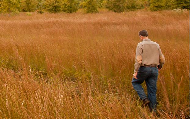 Man with back to camera walking through mature rice field