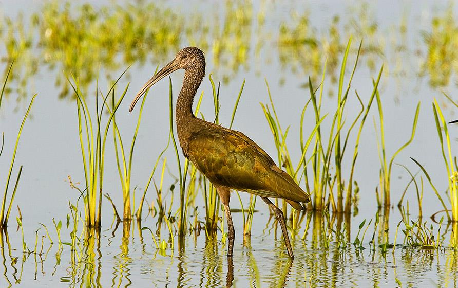 Glossy-Ibis-in-rice-field