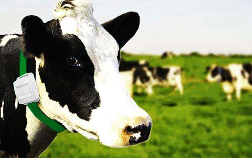  Black & white cow wearing fitbit around its neck, other cows in background