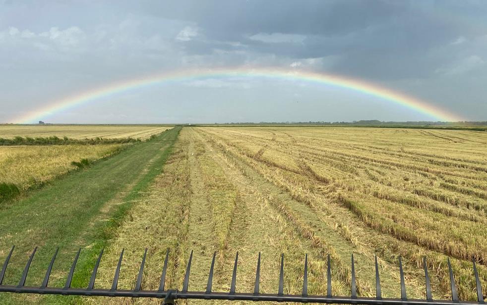 Rainbow over golden rice field