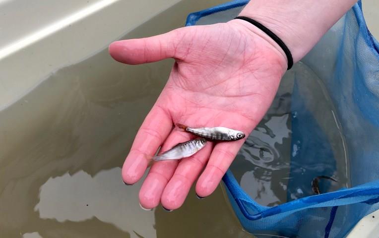 Small fish held in human hand above blue net and container of water