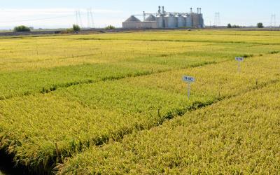 California rice research field, grain bins in background