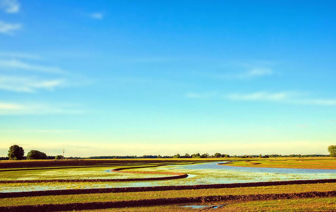 Levees in young rice field