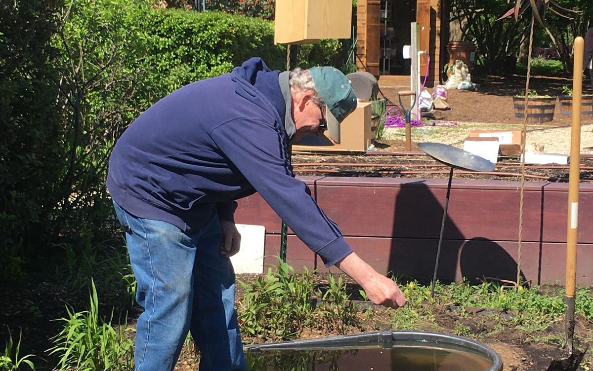 Man planting rice at USDA-Garden, duck nesting box on pole in background