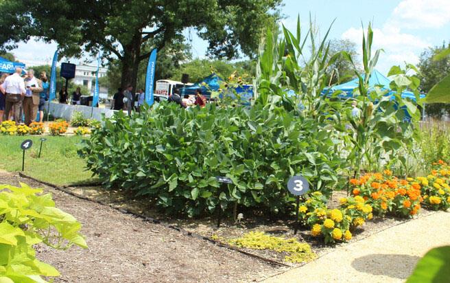 Garden plot with the numbered label #3 with beans, corn, and yellow and orange flowers