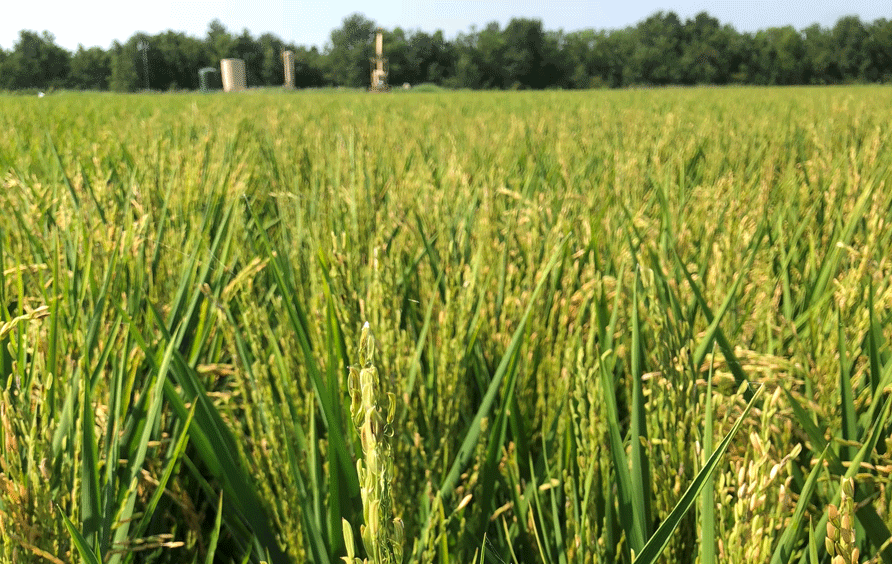 Close-up of heading rice, green turning gold