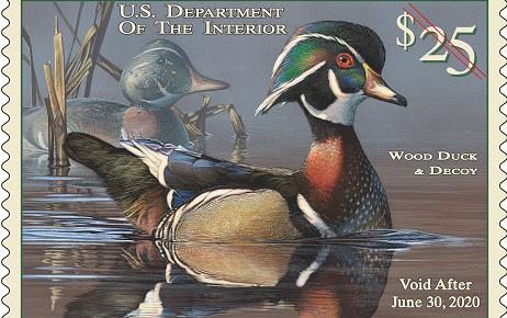 2019 Duck Stamp shows painting of wood duck sitting in water surrounded by cattails