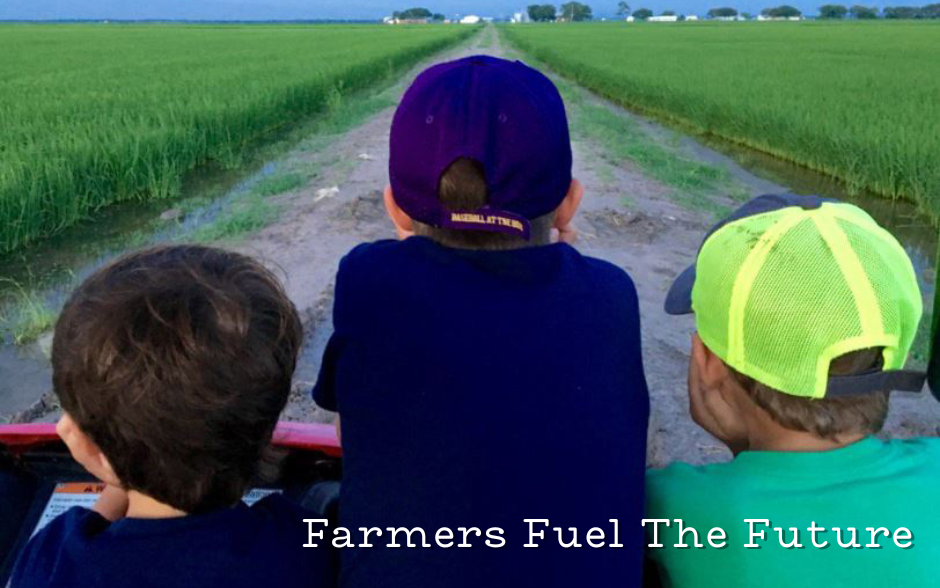 2025 Ag Day post, three young boys seen from the back, gazing at green rice field