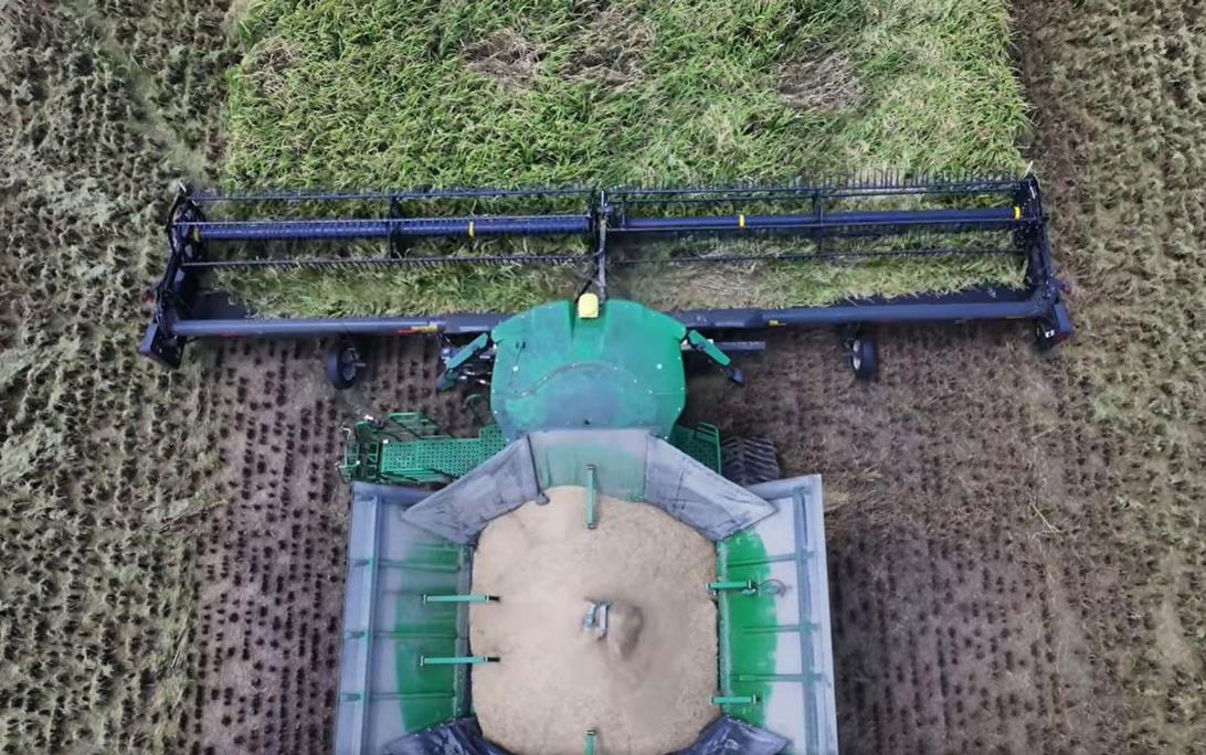 Harvest-on-Kaplan-Farms,-August-2024, overhead view of uncut rice in front of combine and harvested rice piling up inside equipment