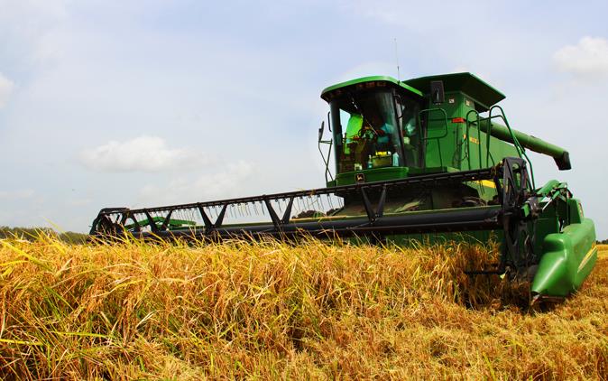 Green combine harvests golden rice field