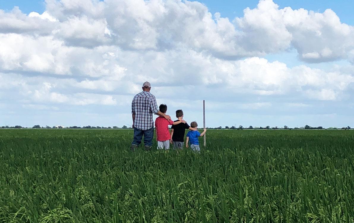 Gertson-family, father and three sons stand in rice field with backs to the camera