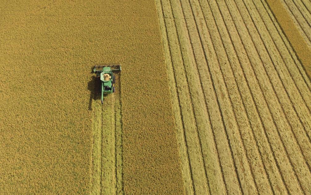 Harvest on Fields of Gold, Isbell Farms photo