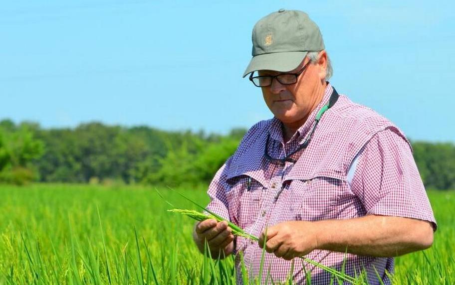 Man wearing ball cap and glasses stands in vibrant green rice field, holding one tiller in his hands