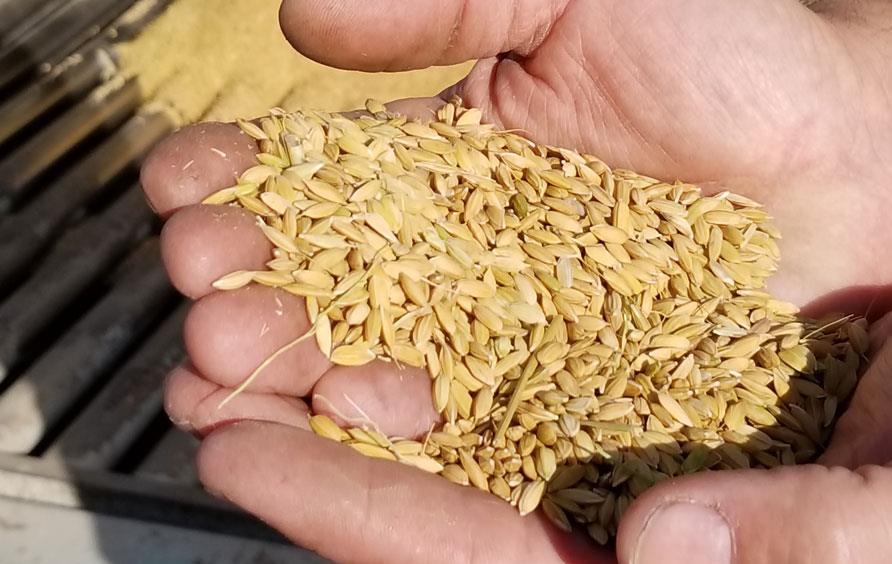 Hands holding golden harvested rice 