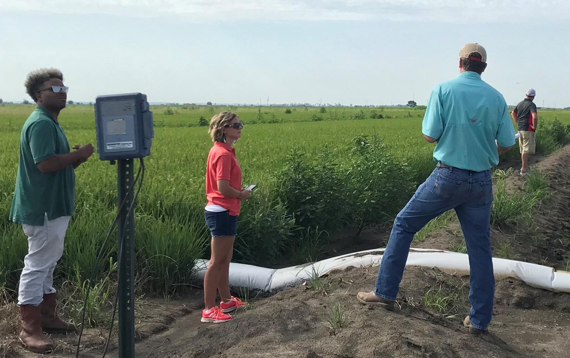 Several people inspect polypipe irrigation in green rice field