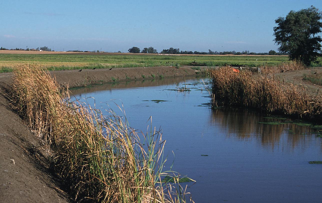 Water in recovery ditch near rice field with vegetation lining the sides