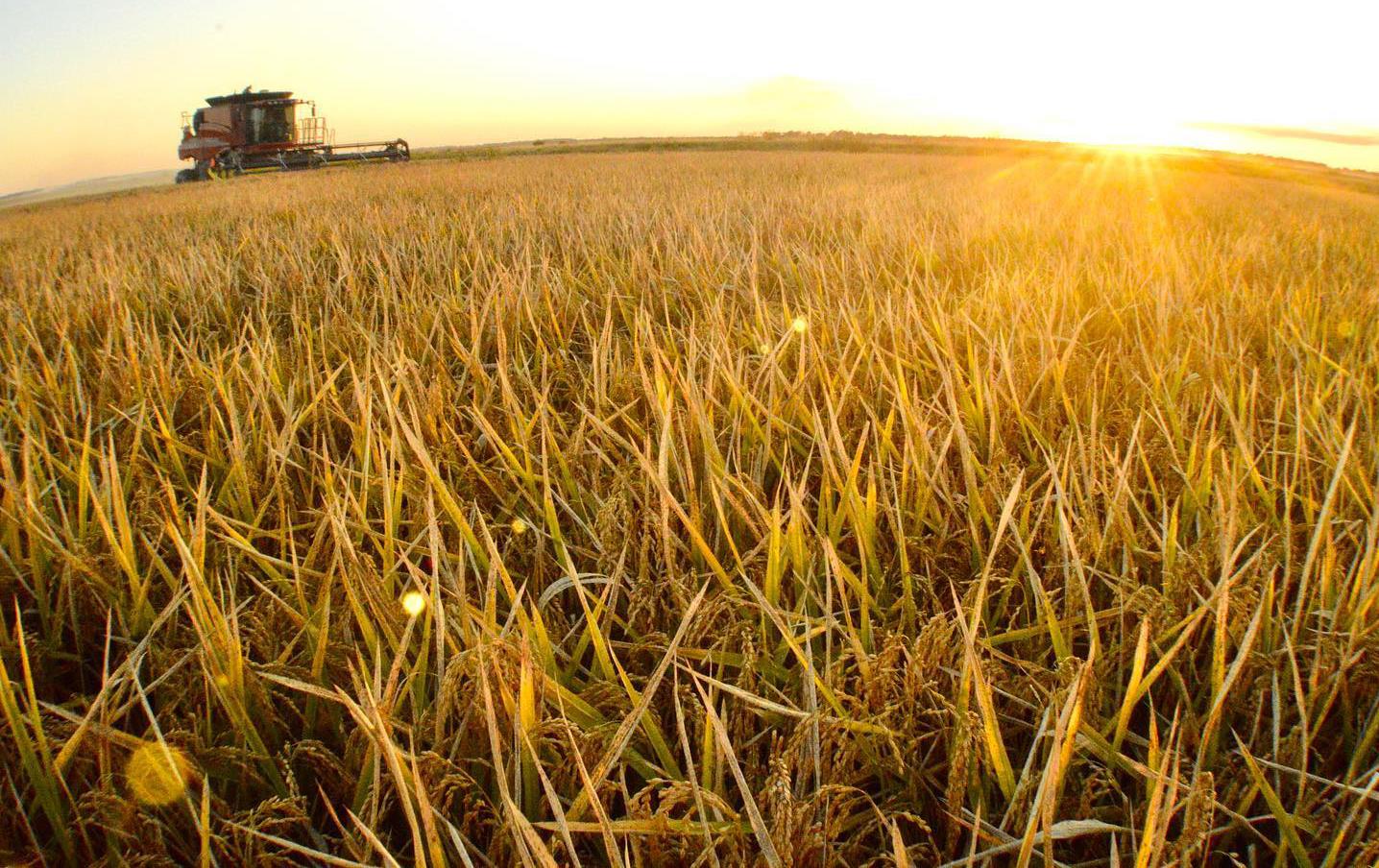 Combine in golden rice field, wide angle shot