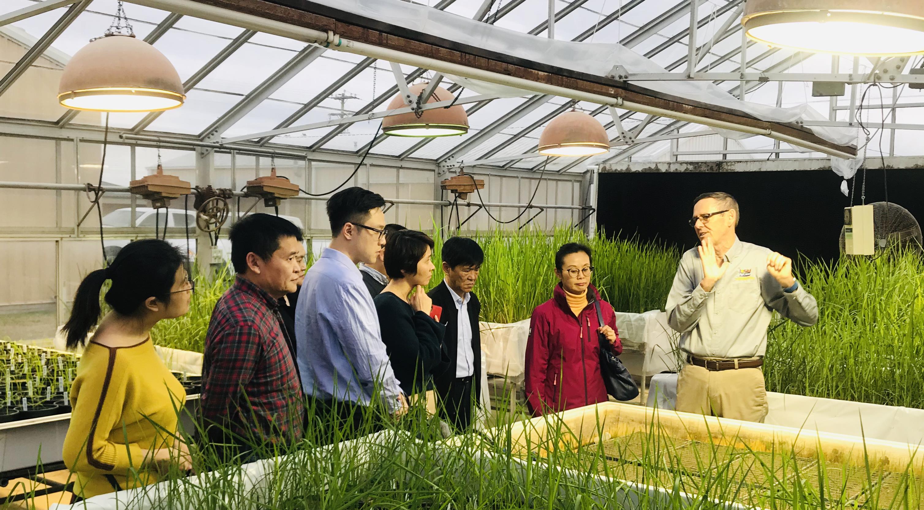 Group of people standing among rice research plots in greenhouse