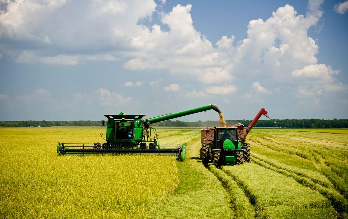 Green combine and grain cart harvest golden rice field, blue sky with puffy white clouds