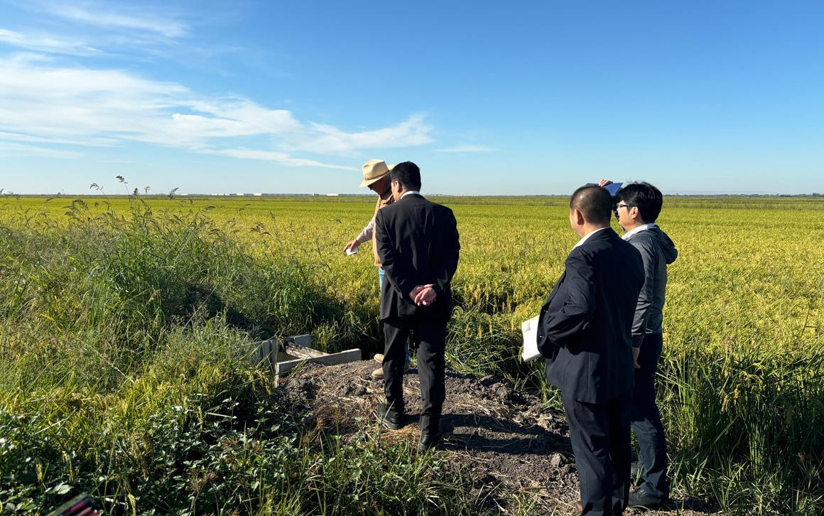 Japan-delegation, group of men wearing business suits, inspect California rice field