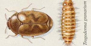 Drawing of mature khapra beetle & larvae