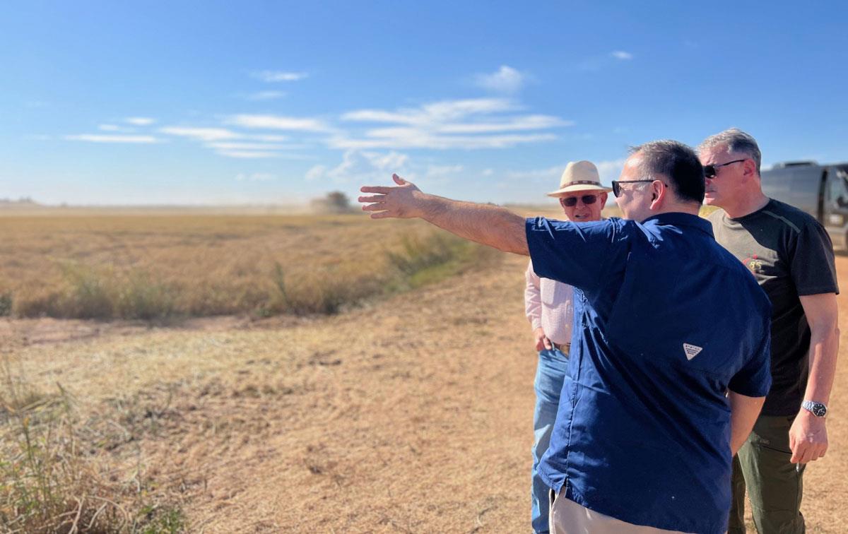 Three men observe rice harvest in CA