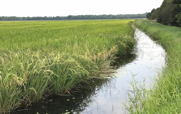 Maturing Arkansas rice field & irrigation ditch