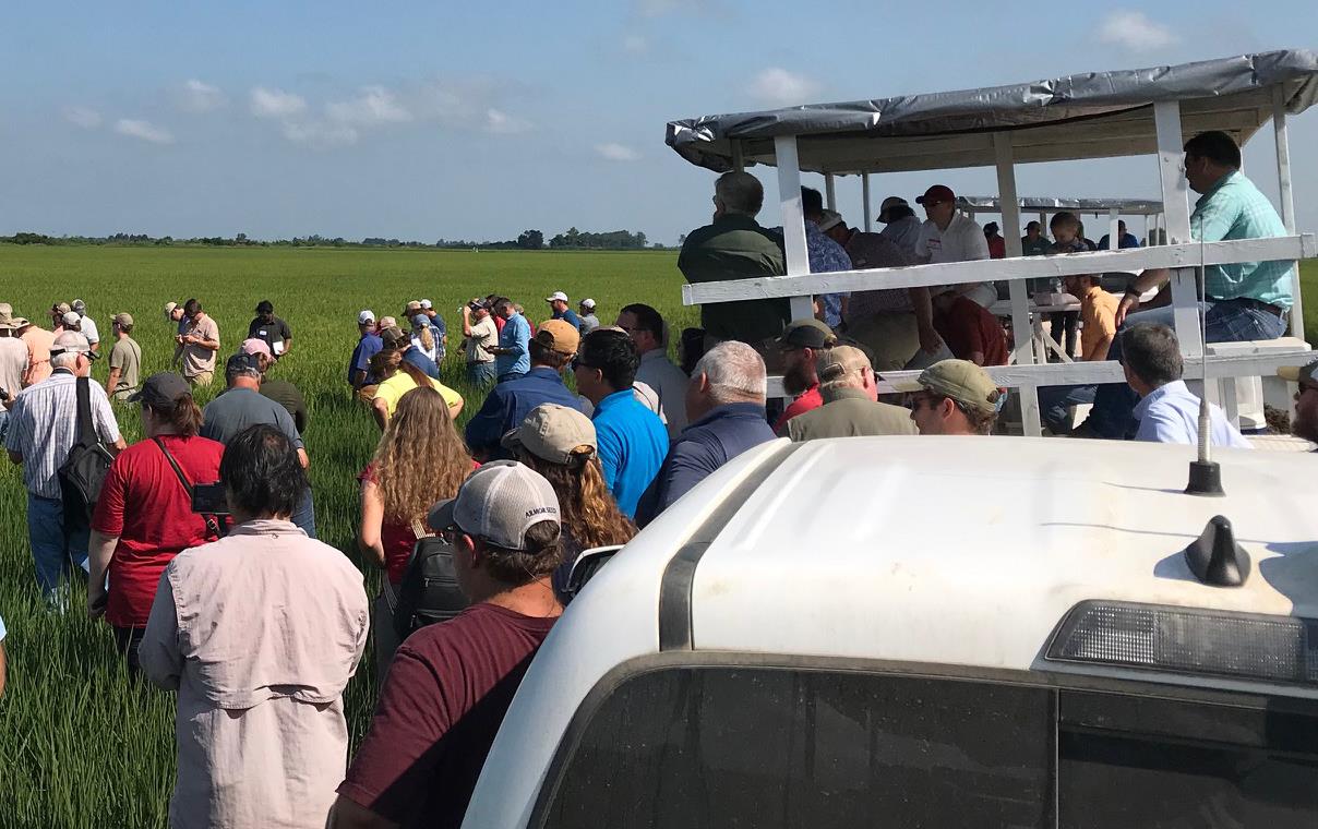 Lots of people gathered in a rice field next to trucks pulling trailers with more people on board