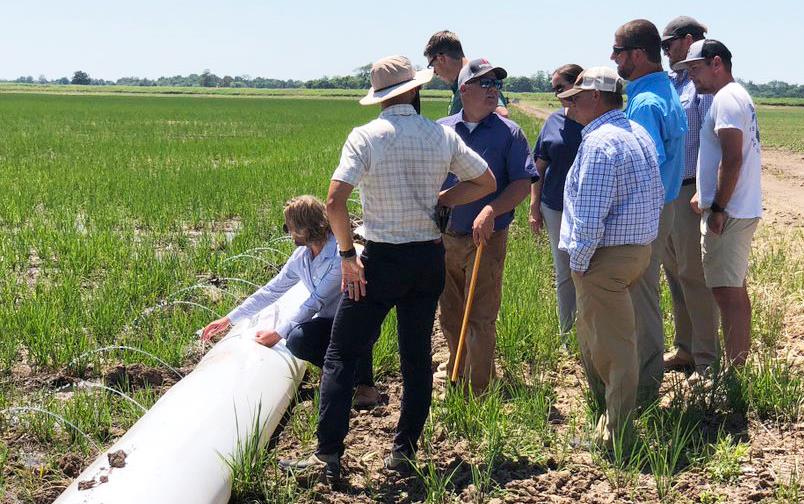Group of people in rice field near polypro irrigation pipe