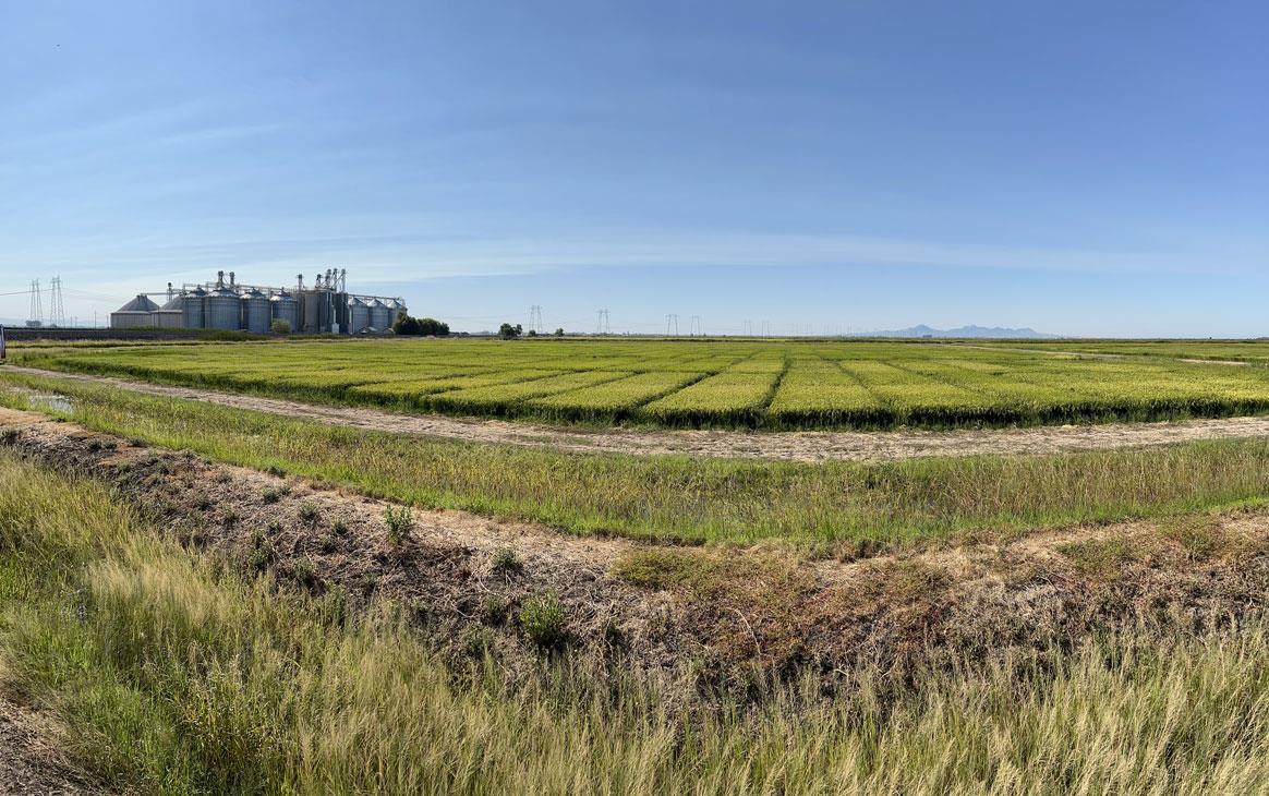 2024-CA-Field-Day,-panorama view of-research-plots with grain bins in background