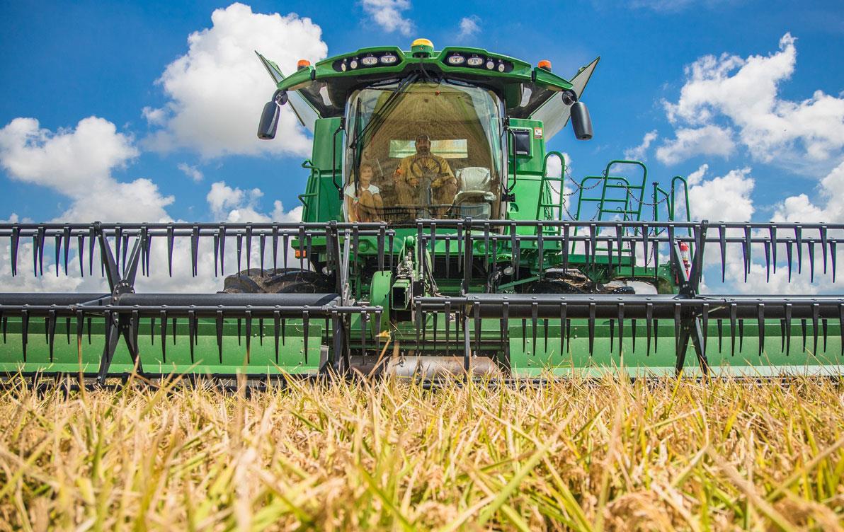 Close up of green combine harvesting in golden rice field, blue sky with white puffy clouds 