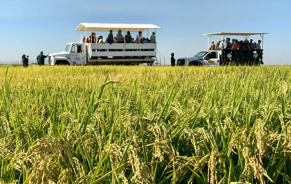 Wagons filled with people viewing rice crop on Field Day