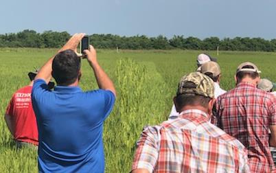 Group of men, most wearing jeans and plaid shirts, stand in rice field with their backs to the camera