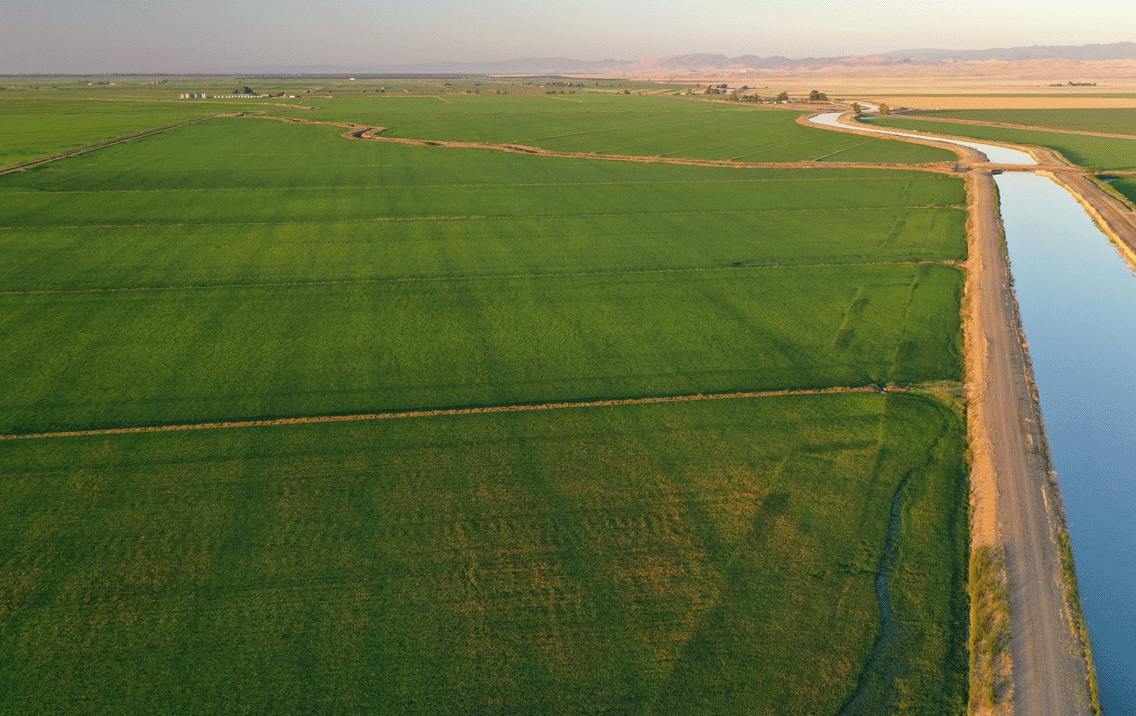 Aerial view of expansive green rice fields bordered on the right by a canal filled with blue water