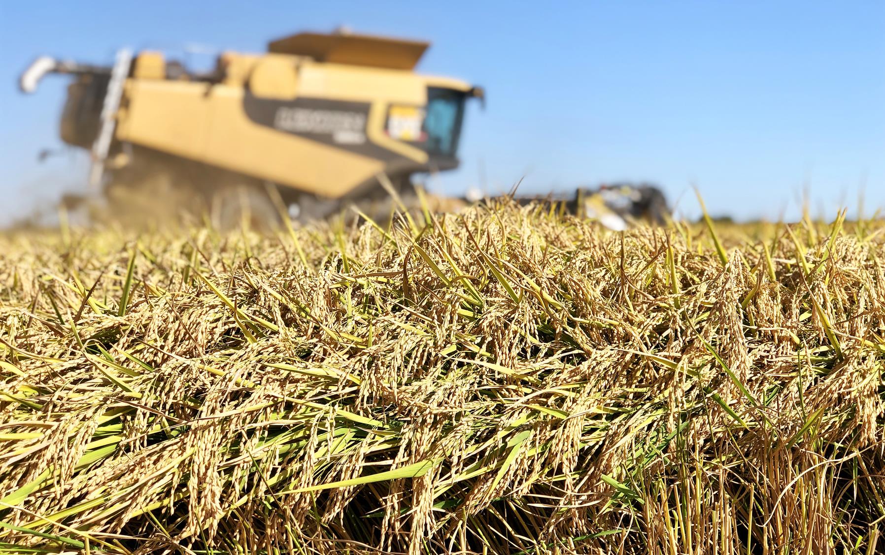 Mature rice field in foreground, yellow combine in background, J. Morris photo