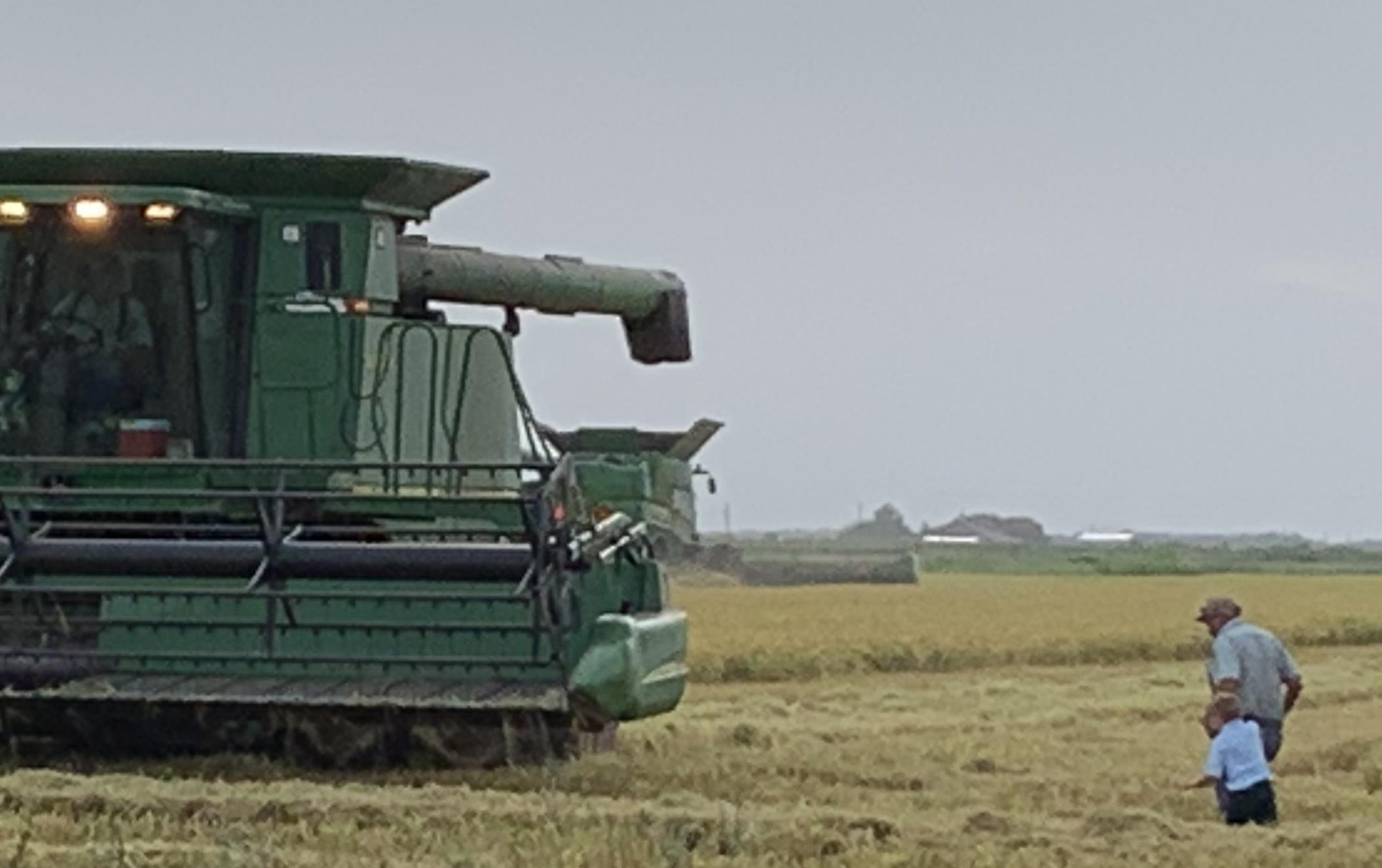 Large green combine harvesting in golden rice field, man and young boy walk nearby